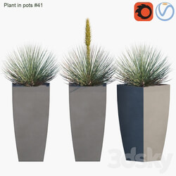 Plant in pots 41 Agave 