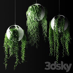 Hanging plants in flower pots Hanged Plants in spherical hanging planters 