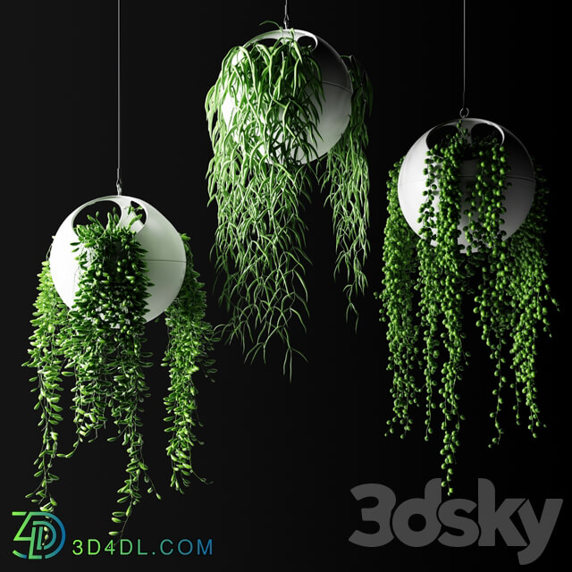 Hanging plants in flower pots Hanged Plants in spherical hanging planters