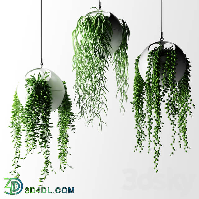 Hanging plants in flower pots Hanged Plants in spherical hanging planters