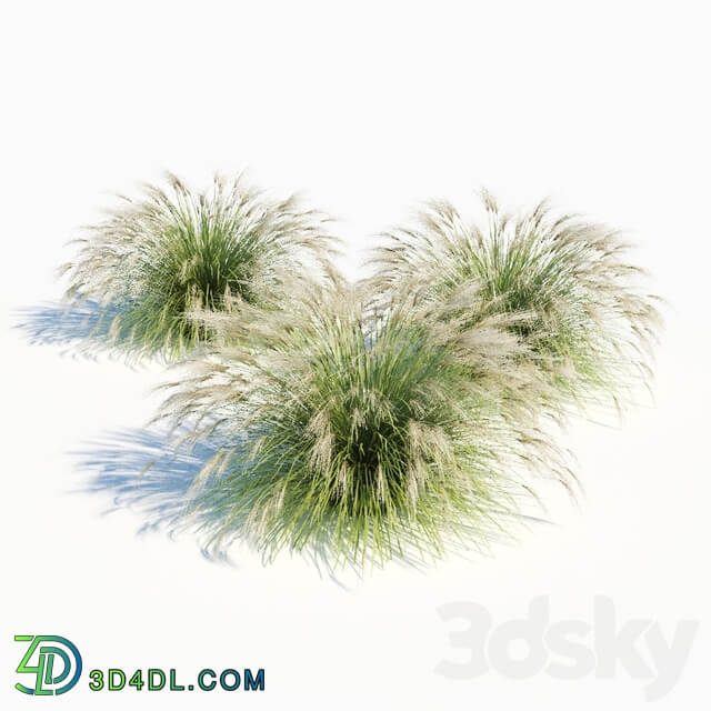 Miscanthus sinensis