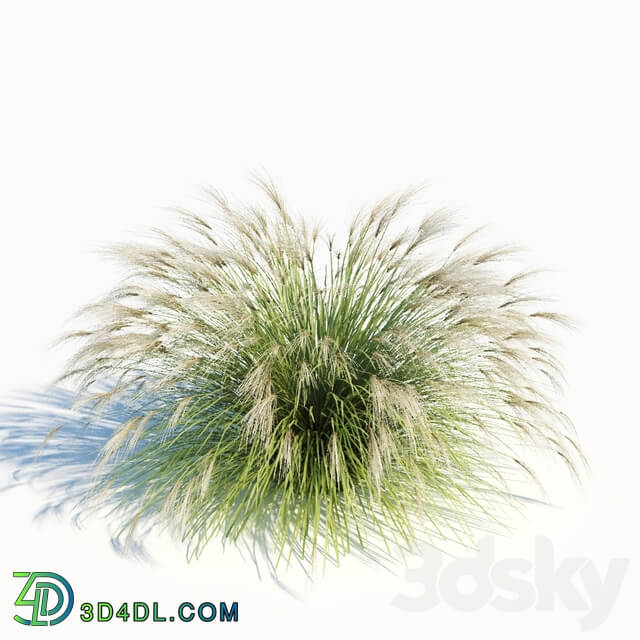 Miscanthus sinensis