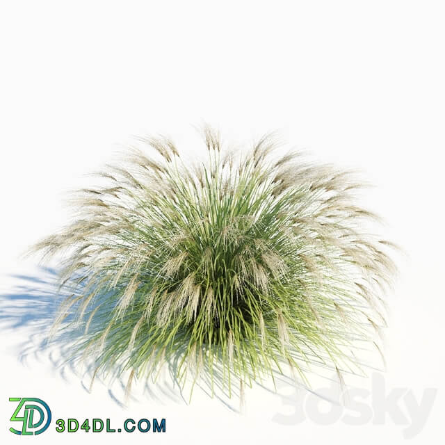 Miscanthus sinensis