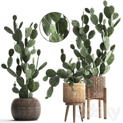 Plant Collection cactus 397. Basket rattan prickly pear Prickly pear indoor cacti eco design natural materials 3D Models 