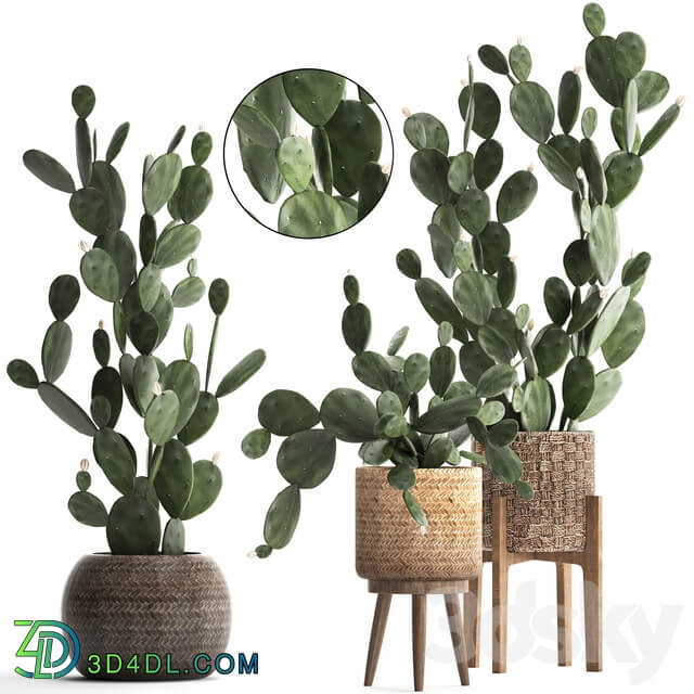 Plant Collection cactus 397. Basket rattan prickly pear Prickly pear indoor cacti eco design natural materials 3D Models