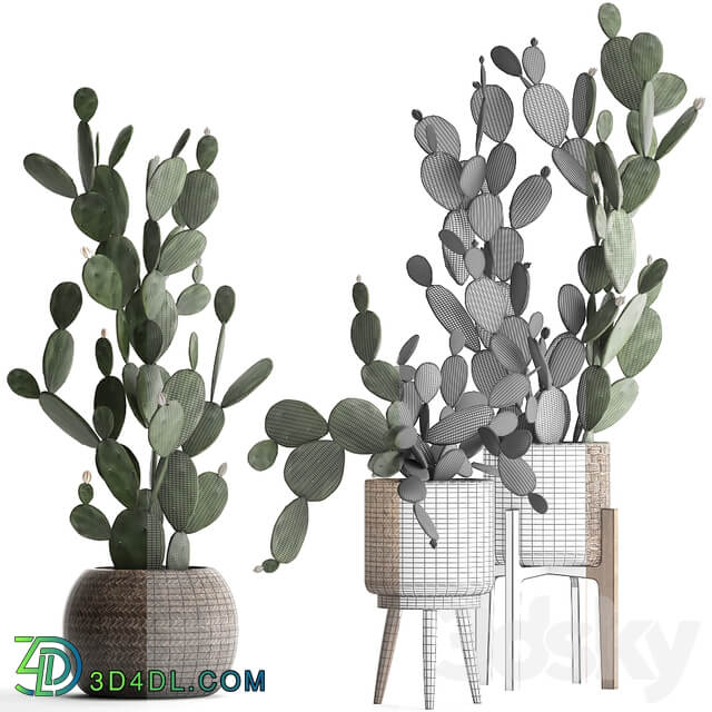 Plant Collection cactus 397. Basket rattan prickly pear Prickly pear indoor cacti eco design natural materials 3D Models