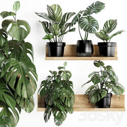 Plant Collection 403. Shelf with flowers Monstera shelf with plants black pot indoor plants eco design 3D Models 