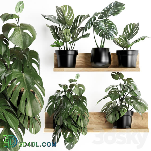 Plant Collection 403. Shelf with flowers Monstera shelf with plants black pot indoor plants eco design 3D Models