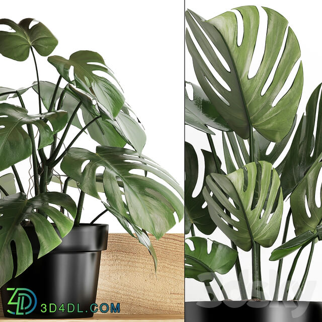 Plant Collection 403. Shelf with flowers Monstera shelf with plants black pot indoor plants eco design 3D Models