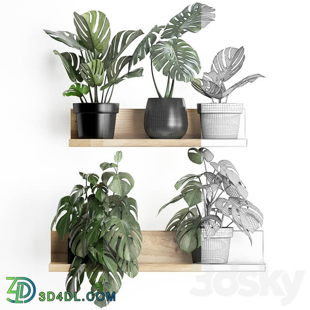 Plant Collection 403. Shelf with flowers Monstera shelf with plants black pot indoor plants eco design 3D Models