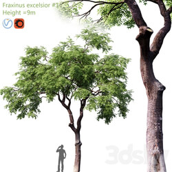 Fraxinus excelsior 1 