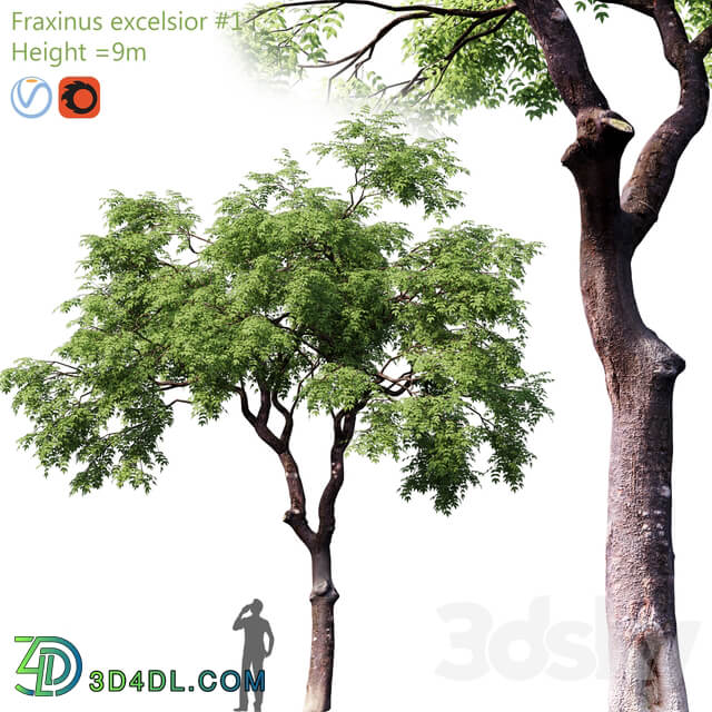 Fraxinus excelsior 1