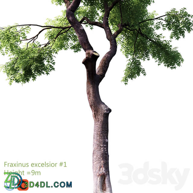 Fraxinus excelsior 1