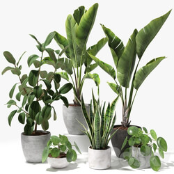 Set of plants 09 