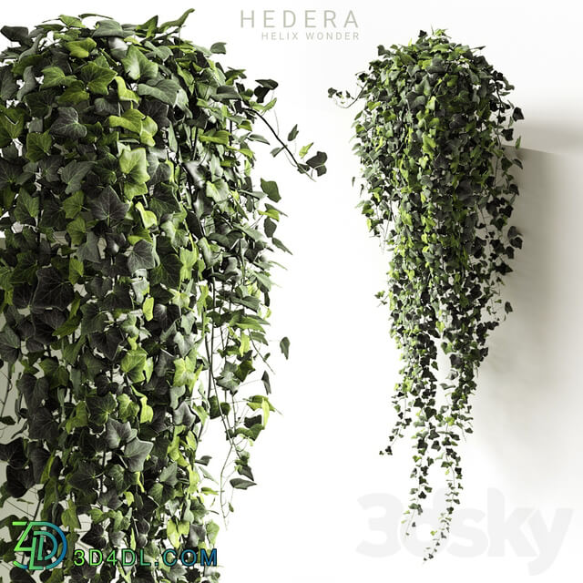 Hedera helix wonder long