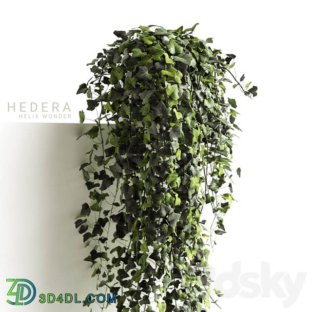 Hedera helix wonder long