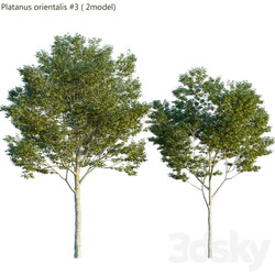 Platanus orientalis Platanus acerifolia 3 