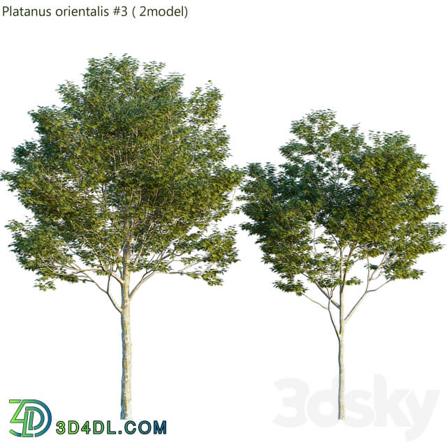 Platanus orientalis Platanus acerifolia 3