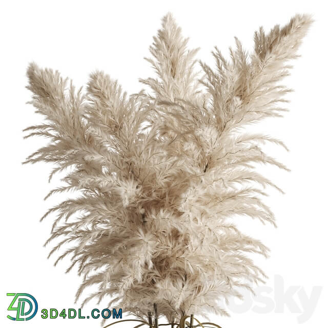 Cortaderia pampas grass in a vase