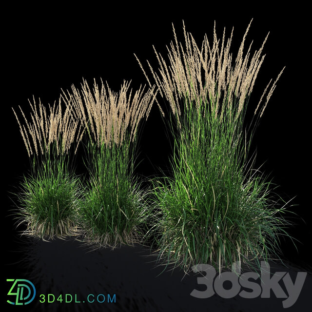 Feather reed grass