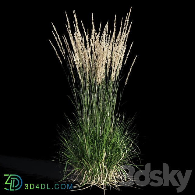 Feather reed grass