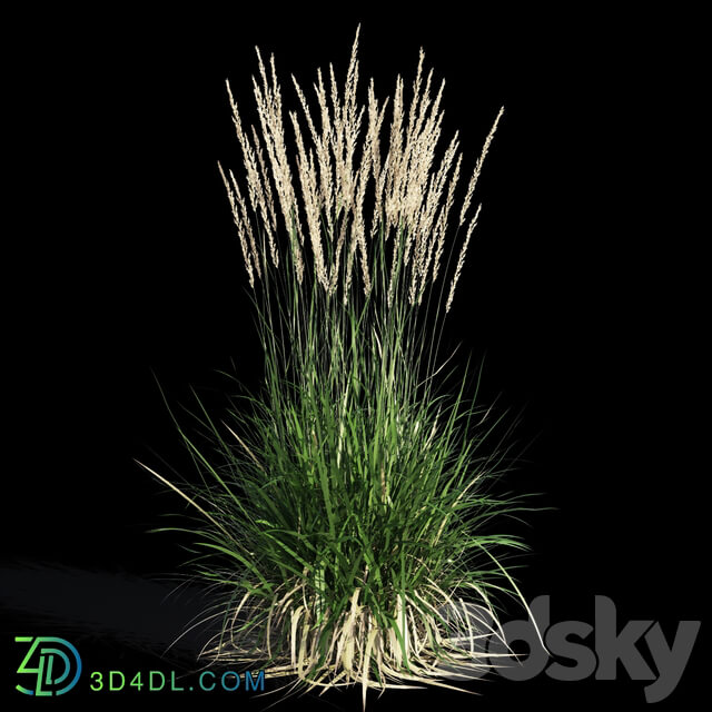 Feather reed grass