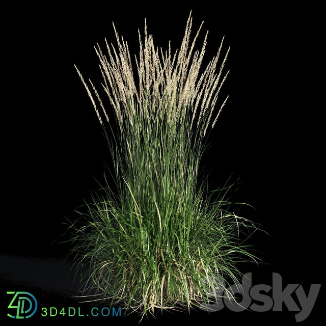 Feather reed grass