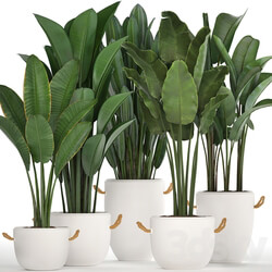 Plant Collection 435. Banana Strelitzia Ravenal White Pot Indoor Plants Bushes Thickets Scandinavian Style Office Flowers 3D Models 