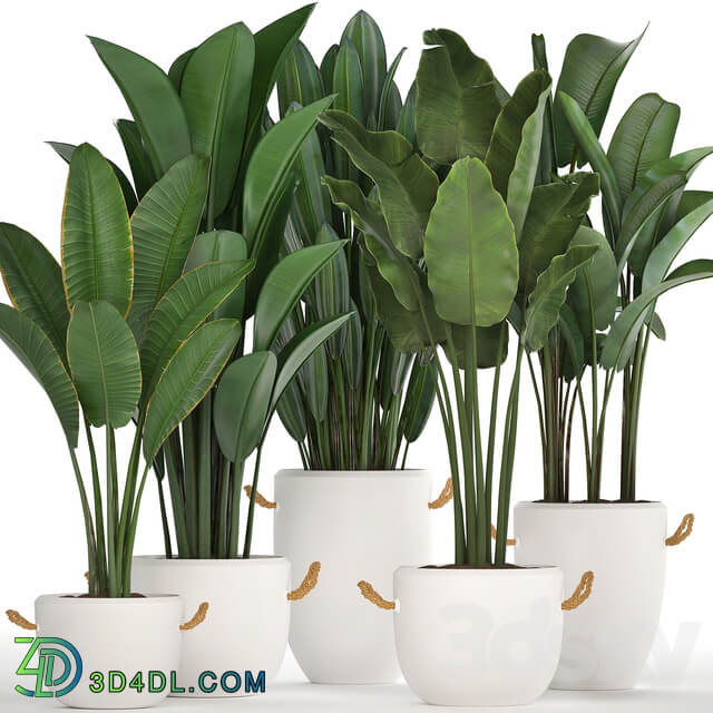 Plant Collection 435. Banana Strelitzia Ravenal White Pot Indoor Plants Bushes Thickets Scandinavian Style Office Flowers 3D Models