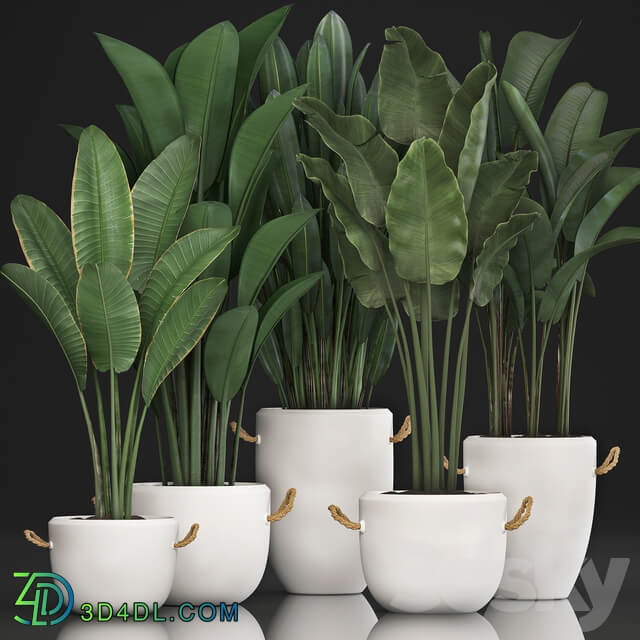 Plant Collection 435. Banana Strelitzia Ravenal White Pot Indoor Plants Bushes Thickets Scandinavian Style Office Flowers 3D Models