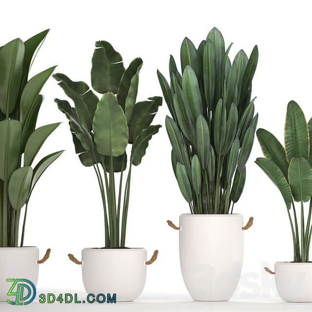 Plant Collection 435. Banana Strelitzia Ravenal White Pot Indoor Plants Bushes Thickets Scandinavian Style Office Flowers 3D Models