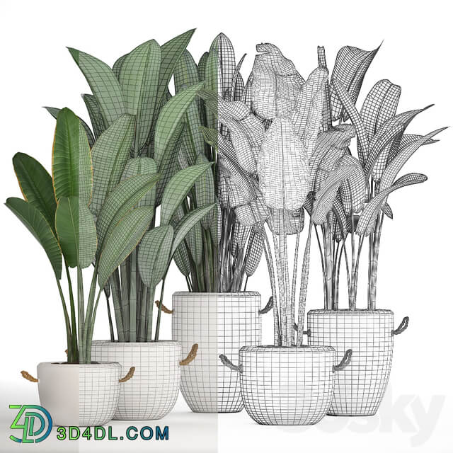 Plant Collection 435. Banana Strelitzia Ravenal White Pot Indoor Plants Bushes Thickets Scandinavian Style Office Flowers 3D Models