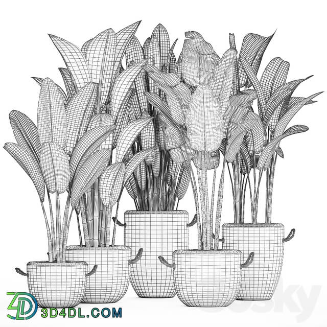 Plant Collection 435. Banana Strelitzia Ravenal White Pot Indoor Plants Bushes Thickets Scandinavian Style Office Flowers 3D Models