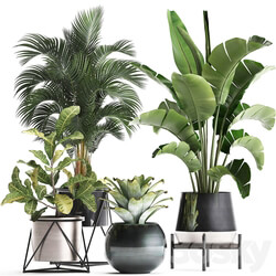 Plant Collection 441. Banana strelitzia round croton flowerpot bromeliad palm tree houseplants luxury luxury decor interior stylish 3D Models 