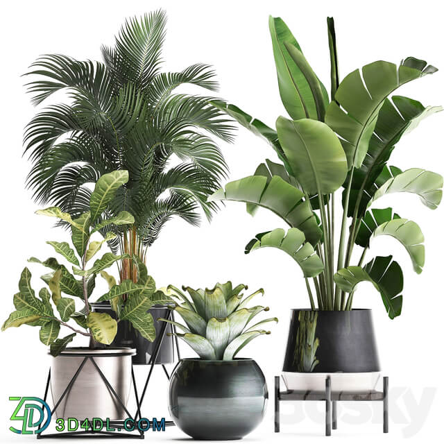 Plant Collection 441. Banana strelitzia round croton flowerpot bromeliad palm tree houseplants luxury luxury decor interior stylish 3D Models
