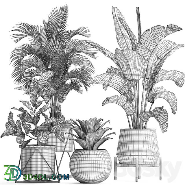 Plant Collection 441. Banana strelitzia round croton flowerpot bromeliad palm tree houseplants luxury luxury decor interior stylish 3D Models