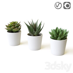 Plant Succulents 