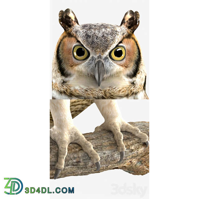 Owl