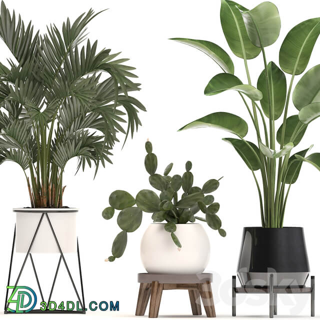 Plant Collection 448. White pot cactus flowerpot prickly pear banana palm monstera round stand indoor plants luxury pot Scandinavian style strelitzia 3D Models