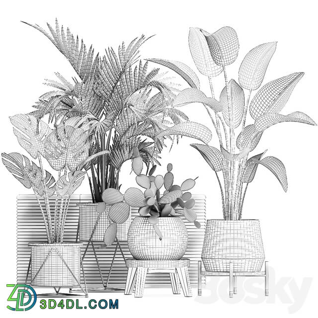 Plant Collection 448. White pot cactus flowerpot prickly pear banana palm monstera round stand indoor plants luxury pot Scandinavian style strelitzia 3D Models