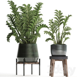 Plant Collection 449. Dollar tree Zamioculcas flowerpot stand indoor plants office flowers 3D Models 