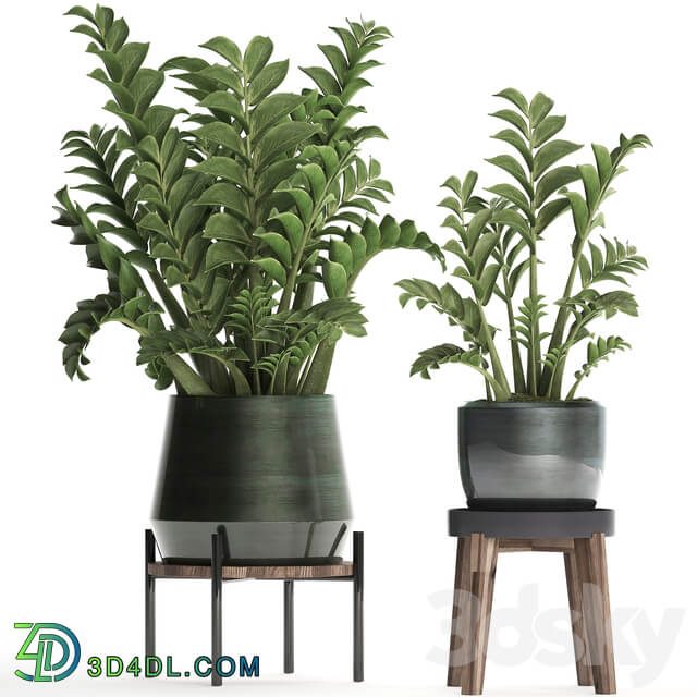 Plant Collection 449. Dollar tree Zamioculcas flowerpot stand indoor plants office flowers 3D Models