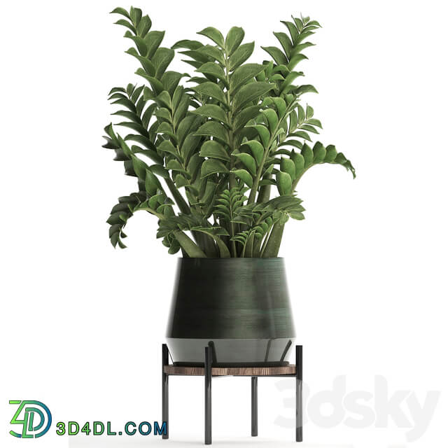 Plant Collection 449. Dollar tree Zamioculcas flowerpot stand indoor plants office flowers 3D Models