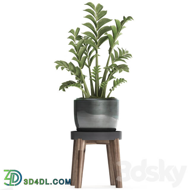 Plant Collection 449. Dollar tree Zamioculcas flowerpot stand indoor plants office flowers 3D Models