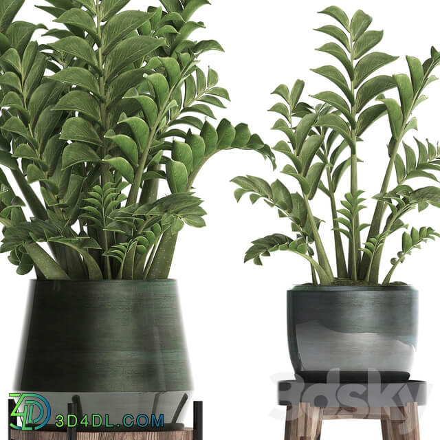 Plant Collection 449. Dollar tree Zamioculcas flowerpot stand indoor plants office flowers 3D Models