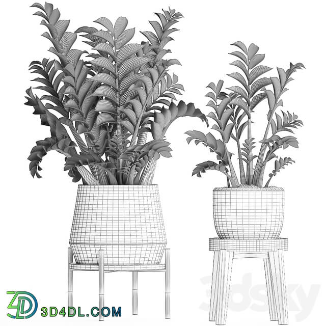 Plant Collection 449. Dollar tree Zamioculcas flowerpot stand indoor plants office flowers 3D Models