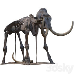 Mammoth skeleton 