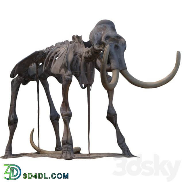 Mammoth skeleton