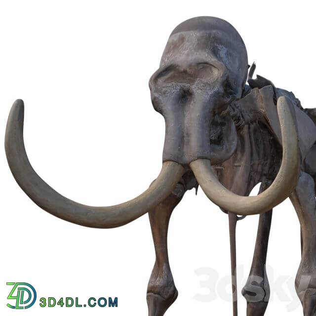 Mammoth skeleton