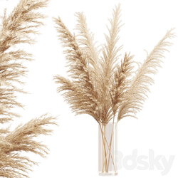 Big dried flower pampas grass in glass vase 